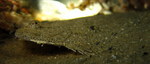 Lefteye flounder